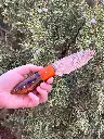 orragneandwoodforager.webp