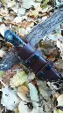 blk pinecone in sheath.webp