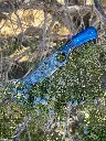 blue teton 1.webp