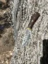 montanatree.webp