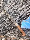 wood filet.webp