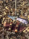 purple california with sheath.webp