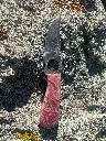 pink california 2.webp