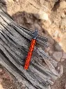 orange striker.webp