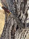 Kukri-15"